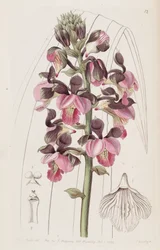 Eulophia rosea